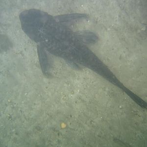 Briefing the crab shack dive