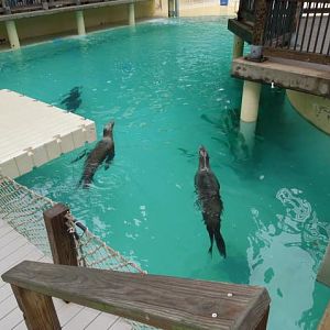out for a swim