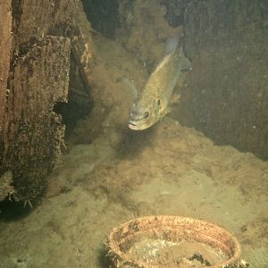 container fish