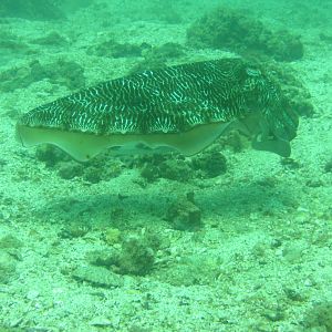 Cuttlefish Swimming