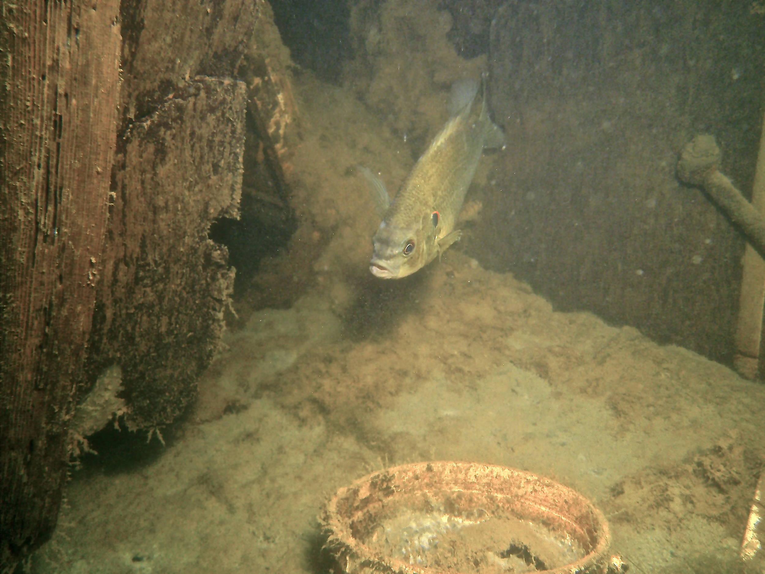container fish