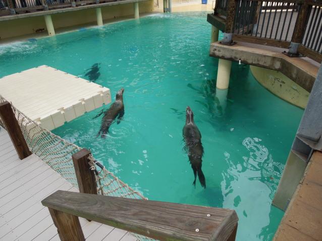 out for a swim