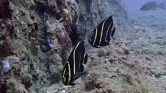 002-Juvi French Angelfish.JPG