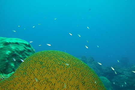 011-Fish above brain coral.JPG
