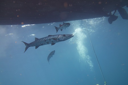 014-Barracuda under the Fling.JPG