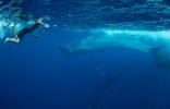 brydes whales and humpback.jpg