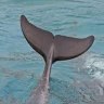 flipper