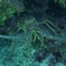 divegrl