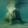 Walrus