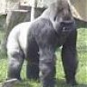 TX SilverBack