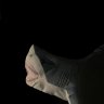 LizzieShark7