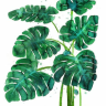 Tropical