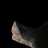 LizzieShark7