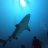 Goggles n' Flippers