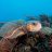DiveWithMe