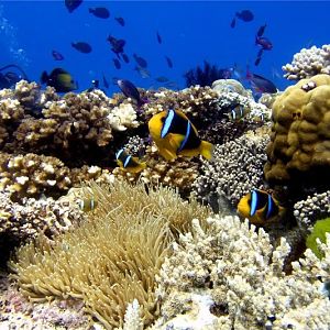 Fiji 2008