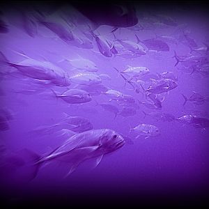 Dive Art