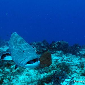 Cozumel 2011