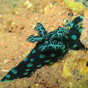 nudibranchs