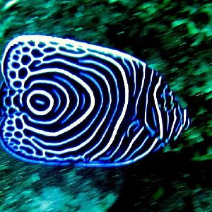 wakatobi/bali Nov 07