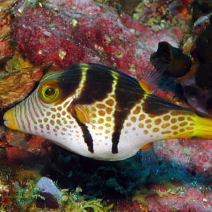 2010 philippines general nonnudi photos