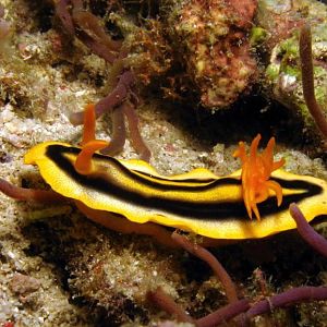 2010 philippines nudis and flatworms