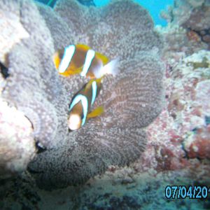 Great Barrier Reef July 2012