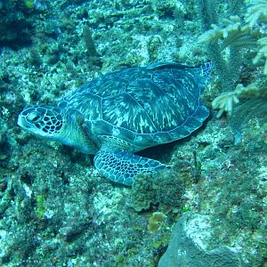 K-Jenn Divers Roatan