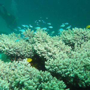 Coral Bay NW Australia - Dec 2012