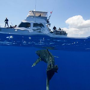 2014 Cat Island, Bahamas