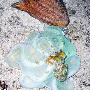 Cozumel - June 2005