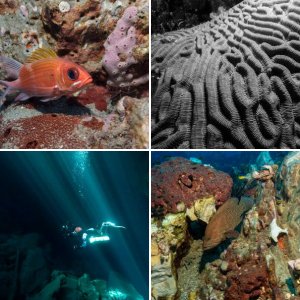 Member Album by LegoBloxs