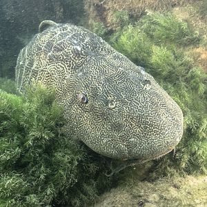 Comal 2019, River, New Year's Dive