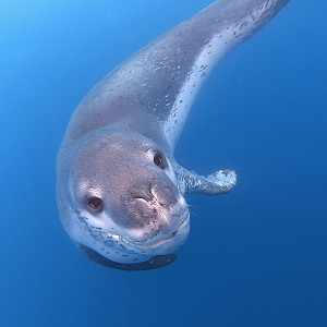 Antarctica - Patagonia 2020