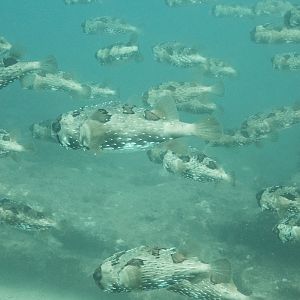 Sea of Cortez, Dec 2020