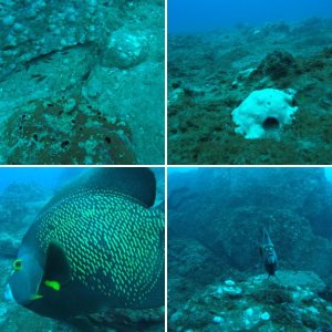 Flower Gardens 2nd Coral Spawn Sept 5-9, 2023