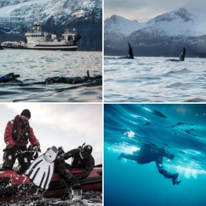 Skjervoy, Norway, Orcas, November 2022