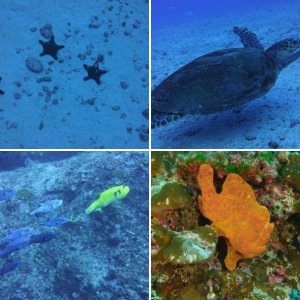 Cocos Island Costa Rica