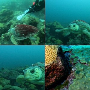Cajun Diver - Flower Gardens October 13-15, 2024