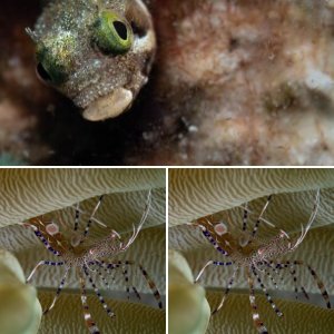 Bonaire DSO, June 2025