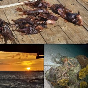 Bonaire and Curacao 2025