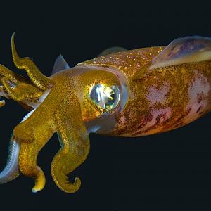 Justin Branam's Pictures