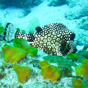 K-Jenn Divers Cozumel
