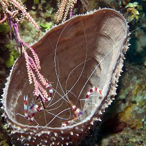 Sushi Boy gets hung up