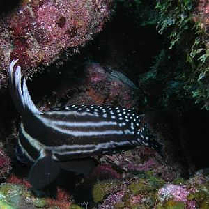 juvenile drum