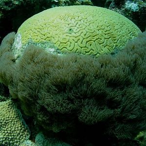 monk's head coral