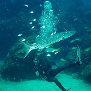 Grouper plus friends