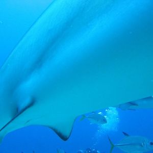 Hamish the Hammerhead