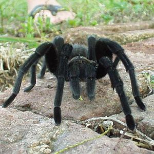 Big Hairy One