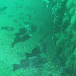 Taug on the Ocean Venture